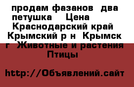 продам фазанов, два петушка. › Цена ­ 500 - Краснодарский край, Крымский р-н, Крымск г. Животные и растения » Птицы   